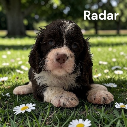 puppy, for, sale, Cocker Spaniel, Joe & Cherri  Overlease, dog, breeder, Miller, MO, dog-breeder, puppy-for-sale, forsale, nearby, find, puppyfind, locator, puppylocator, aca
